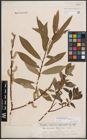 Foto von Salix dasyclados Wimm. x Salix purpurea L.